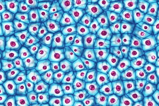An A-Level student’s case for Embryonic Stem Cell Research