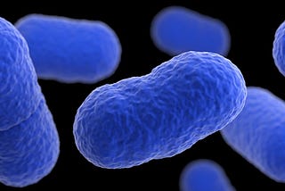 What is L. monocytogenes, the bacteria that causes listeria?