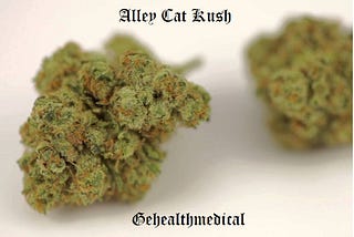 Alley Cat Kush Marijuana Strain Information