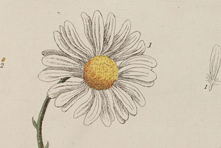 clip of a page from A Curious Herbal showing an ullustration of a daisy alongside a petal