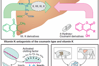 Vitamin K-antagonists and Heparin — origin, structure, and mechanism of action