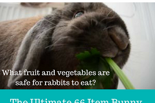 Rabbit Food List: What’s safe for my Rabbit to eat?