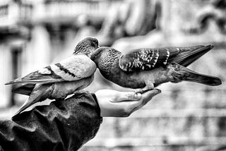 A Lesson From Nature About The Cost of Nurture