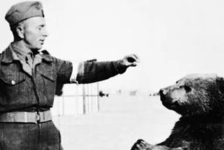 Wojtek the Bear in WW II