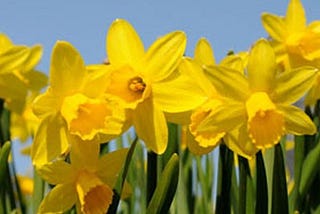 The Daffodil Has a Very Special Meaning for Me