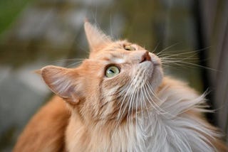 Curious Questions: Why do cats have whiskers? — Country Life