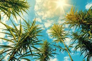 Phytoremediation and Carbon Capture: Using Cannabis to Combat Climate Change