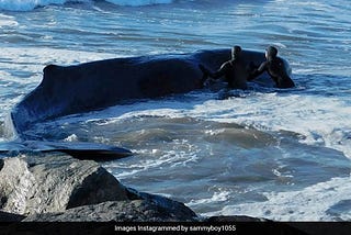 Child Whale Beached In New York Dies After Rescue Try Fails