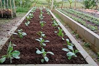Perawatan Tanaman di Kotak Lahan Sistem Raised-Bed Gardening