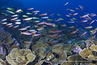 Rainforests of the Sea