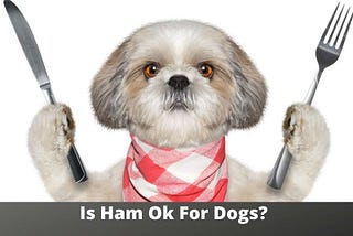 Is Ham Ok For Dogs? 7 Reasons Why Ham Is Harmful To Dogs |