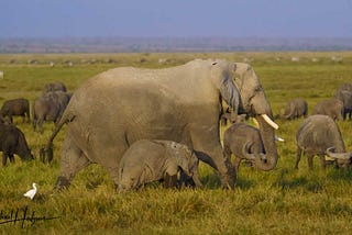 Elephant Cape Buffalo Amboseli Big Five