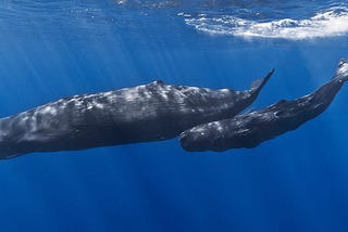 Sperm whales in the ocean.