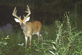 How to Track an Early Season Buck with a Hunting Camera