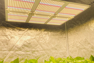 5 Tips to Avoid Using LED Grow Lights Incorrectly