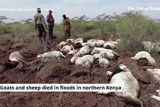 Sheep and goats die in floods in northern Kenya (VIDEO)