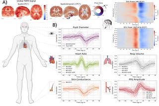 The Autonomic Nervous System as a Key Driver of Global fMRI Signals
