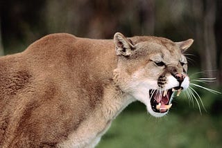 Cougars in the Adirondacks of New York