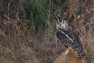 The stare — Indian Eagle Owl