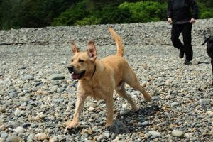 Joey the Labrador: a life well lived