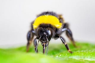 Bumblebees may bite leaves to spur plant blooming