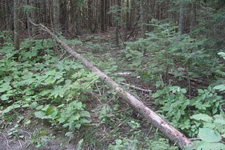 A fallen tree lies in the forest, covered in bracken.