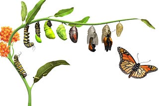 dk_butterfly_lifecycle_rev05_affmr0