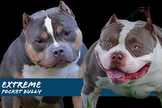 Chocolate & Lilac Pocket Bully Pups From The #1 Bloodline — Venomline in  2023