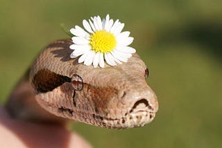 From the snake’s POV