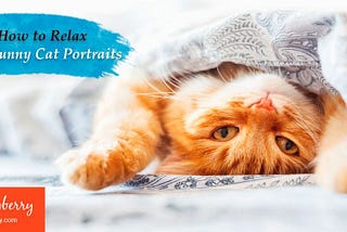 Learn How to Relax with Funny Cat Portraits
