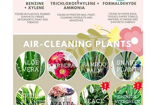 15 Air Purifying Houseplants | Clean The Air In Your Home With These NASA Approved Air-Cleaning…