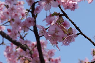 Sakura. Kyoto, Japan