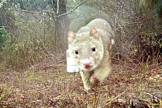 Why Australian animals are taking selfies for science