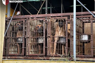 Discussions of ending dog meat consumption are spinning wheel due to the difference in how long…