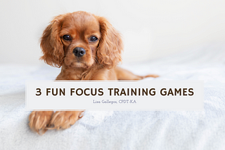 3 Fun Focus Dog Training Games