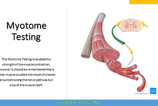 Myotome Testing