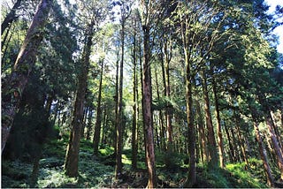 探索台灣特有樹種的吸碳能力