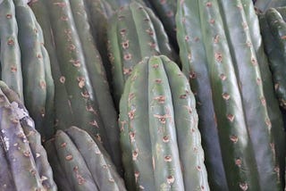 Huachuma Rising: This Cactus is Medicine For Modern Times