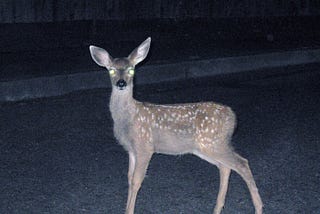 Deer in the COVID-19 headlights: Corona Virus Puts The Elites To The Ultimate Test