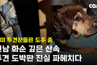 Justice for Korea’s Dogfighting Victims: Blood, Assault & Betrayal in Hwasun — Demand Government…
