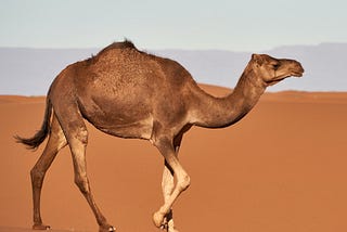 Novel Writing: Getting Over the Hump