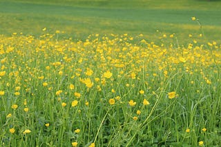 Field of flowers one might want to frolic through.