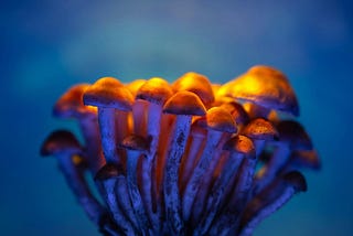 The Myths and Marketing Behind Psilocybin Mushroom Strains