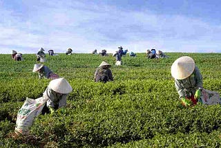 tea farming , chai ki kheti, chai patti ki kheti