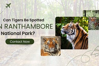 Can Tigers Be Spotted in Ranthambore National Park? | Eye Of The Tiger