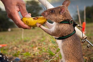 “Rat- In search of sleep, sanity, & The Shire.”