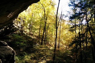 Indiana environmental groups file lawsuit to stop logging in Hoosier National Forest