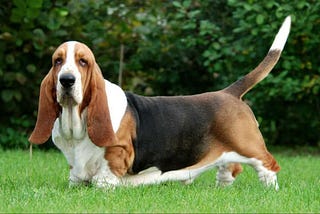 Basset Hound