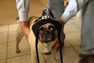 Pogo the Wonder Pug