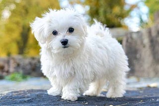 The 10 Most Suitable Dog Breeds for Apartment Living